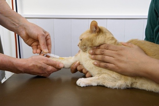 Результат биохимического анализа крови расшифровка у кота thumbnail