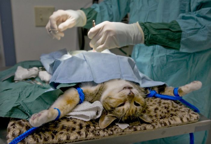 Какие швы лучше для стерилизации кошки