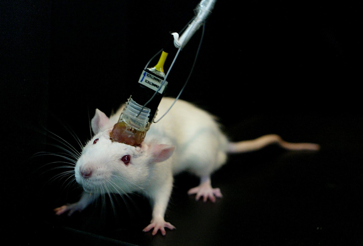Миллер мыши. Лабораторные крысы Вистар. Лабораторные мыши. Подопытные мыши.