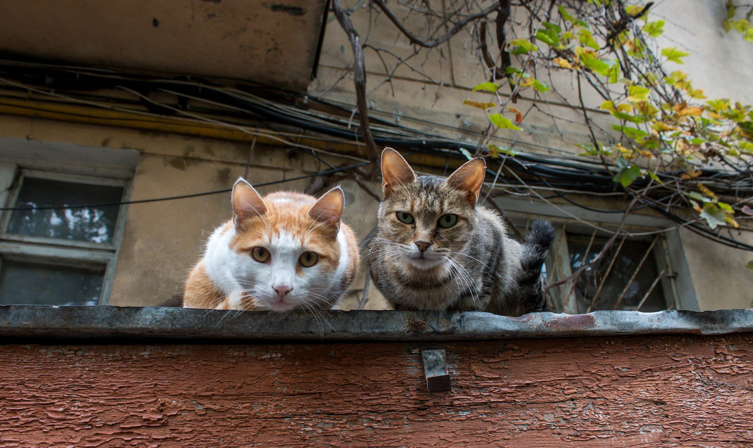 Кошка во дворе