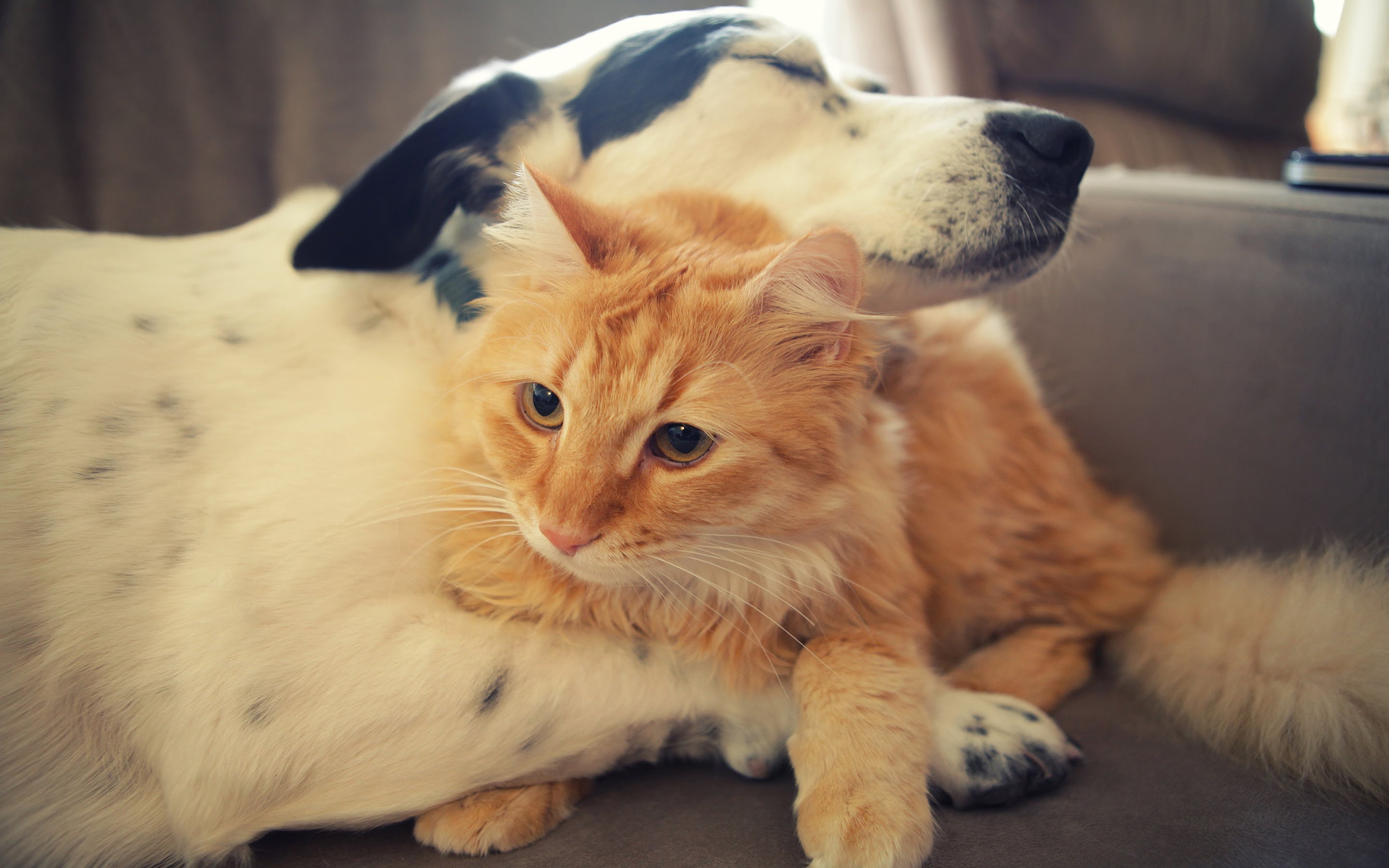 Cozy home starts with animals – Save Animals | Спасите Животных