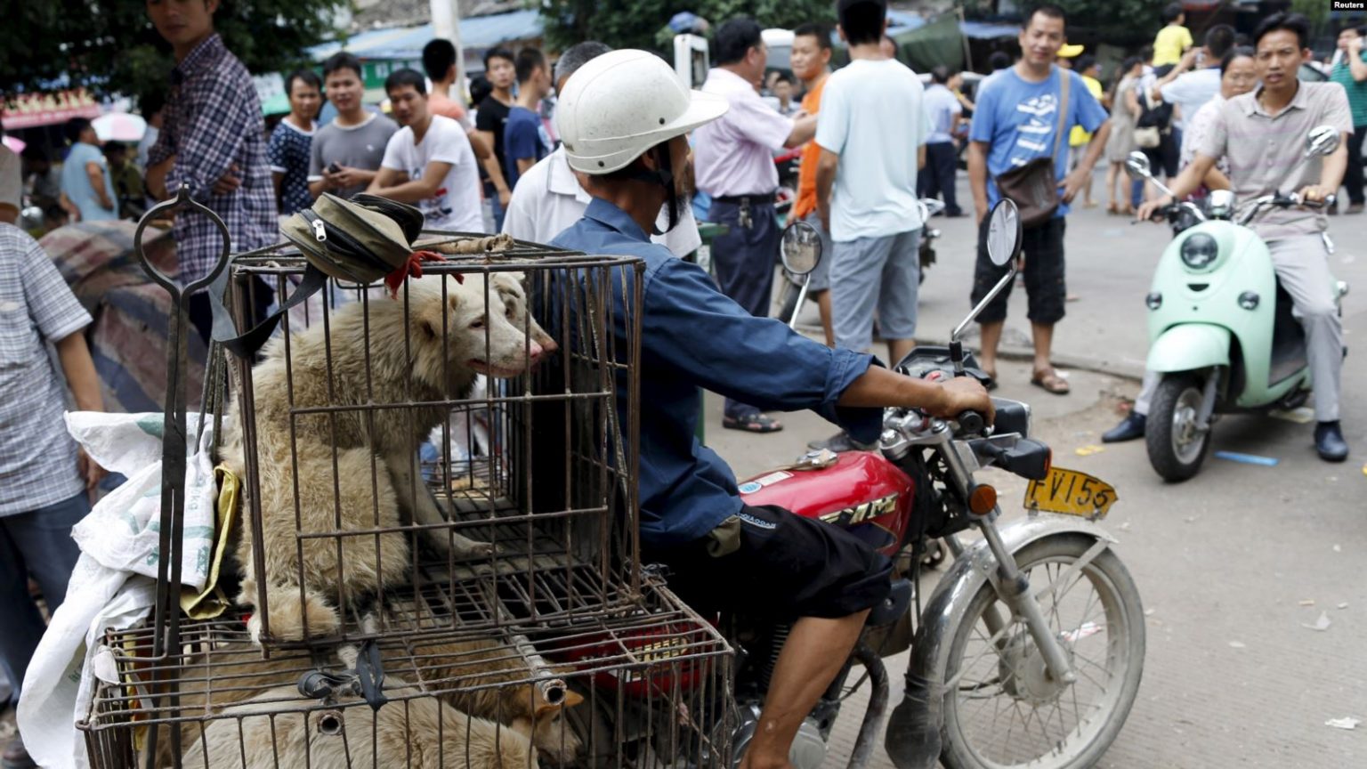 Фестиваль собачьего мяса в Китае 2020