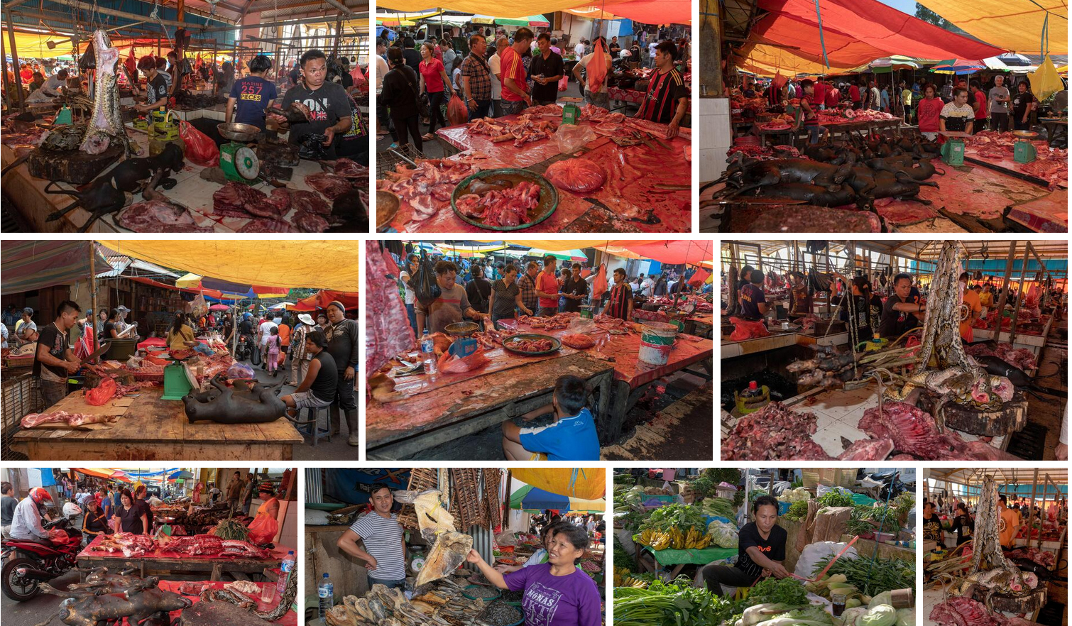 Итак, жестокий, садистский бизнес на крови в Азии. Массовые убийства и торговля животными на "экстремальных рынках" большинства провинций в разных азиатских странах