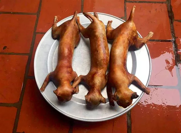 Трупы жестоко убитых кошек