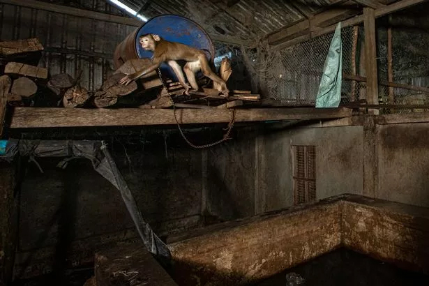 Резервуар для утопления собак