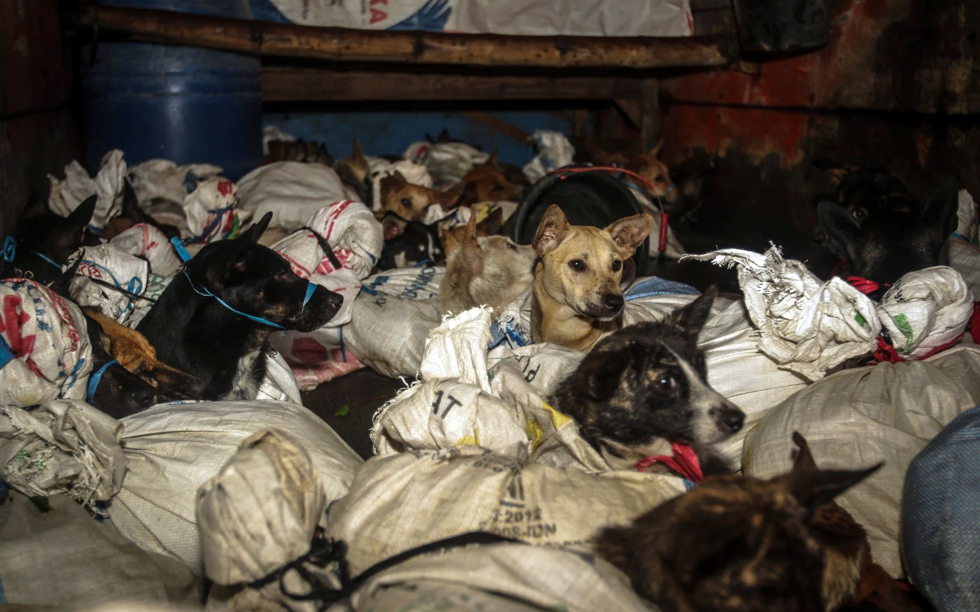 Собак завязывают в мешки в грузовике для перевозки собачьего мяса, а затем спасают в Сукохарджо, Центральная Ява, во время перехвата полицией в сотрудничестве с зоозащитными организациями.