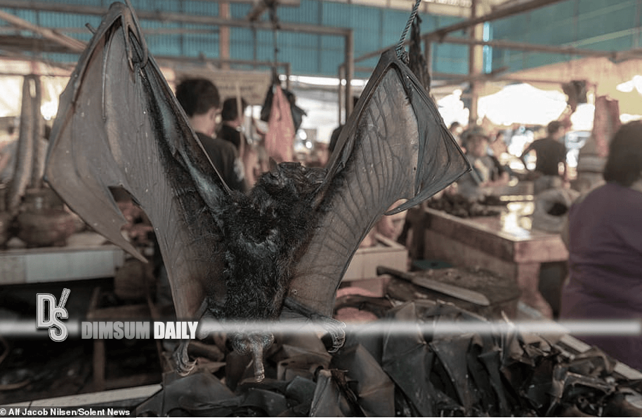 Трупы убитых летучих мышей на прилавках рынка Томохон