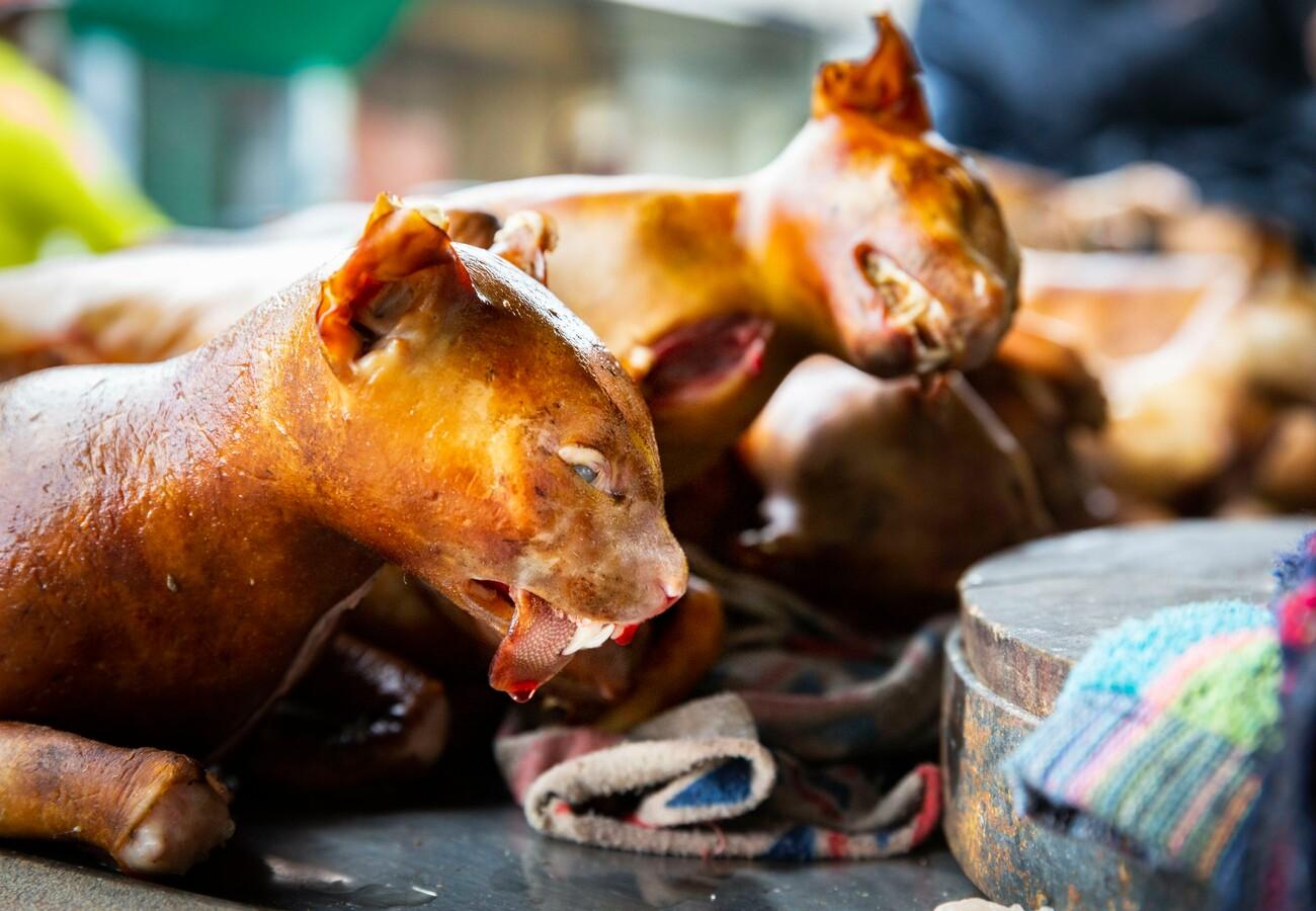 Трупы жестоко убитых кошек