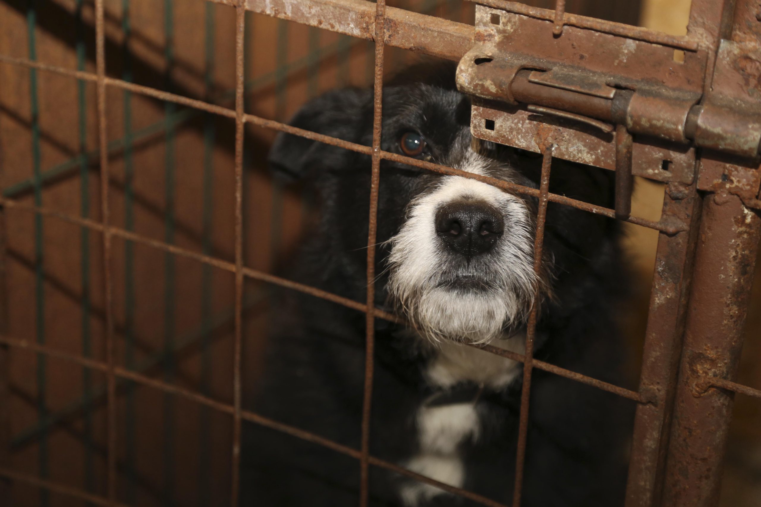 Беларусь. «Фауна города» — не приют! Это городская служба по отлову и ...